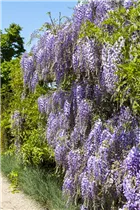  - Wisteria floribunda 'Macrobotrys'