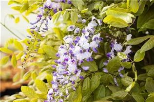  - Wisteria floribunda 'Macrobotrys'