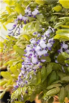  - Wisteria floribunda 'Macrobotrys'