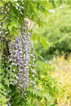  - Wisteria floribunda 'Macrobotrys'