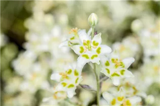  - Zigadenus elegans 'Punch'
