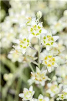  - Zigadenus elegans 'Punch'