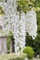  - Wisteria sinensis 'Nivea'