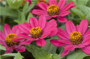 - Zinnia haageana  - Zinnia haageana