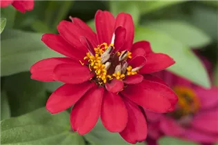 - Zinnia haageana  - Zinnia haageana