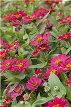 - Zinnia haageana  - Zinnia haageana