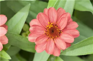 - Zinnia haageana  - Zinnia haageana