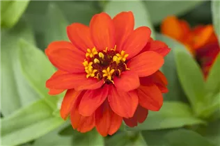 - Zinnia haageana  - Zinnia haageana