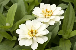 - Zinnia haageana  - Zinnia haageana