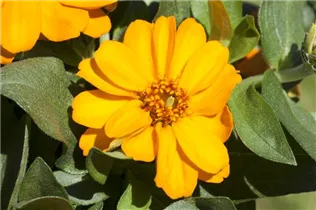 - Zinnia haageana  - Zinnia haageana