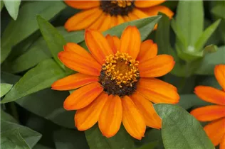 - Zinnia haageana  - Zinnia haageana