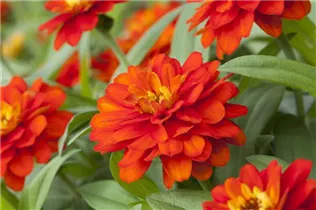  - Zinnia haageana 'Profusion'