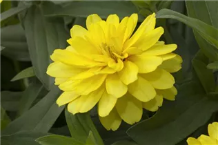  - Zinnia haageana 'Profusion'
