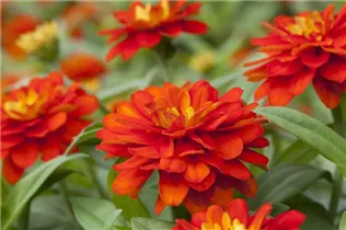  - Zinnia haageana 'Profusion'
