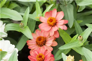  - Zinnia haageana 'Profusion'