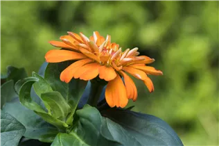  - Zinnia haageana 'Profusion'
