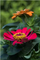  - Zinnia haageana 'Profusion'