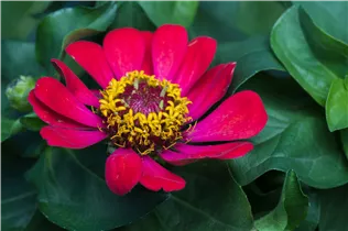  - Zinnia haageana 'Profusion'
