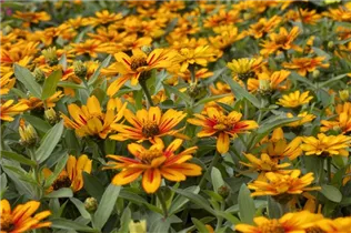 - Zinnia 'Zahara Sunburst'  - Zinnia 'Zahara Sunburst'