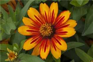 - Zinnia 'Zahara Sunburst'  - Zinnia 'Zahara Sunburst'