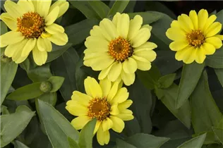  - Zinnia 'Zahara Yellow Improved'