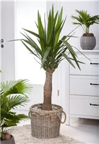 - Yucca elephantipes 'Maya Tree'  - Yucca elephantipes 'Maya Tree'