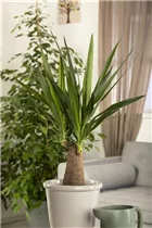 - Yucca elephantipes 'Maya Tree'  - Yucca elephantipes 'Maya Tree'