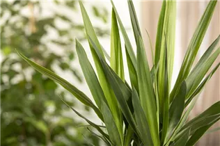 - Yucca elephantipes 'Maya Tree'  - Yucca elephantipes 'Maya Tree'