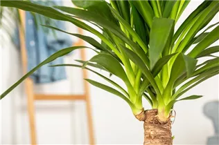 - Yucca elephantipes 'Maya Tree'  - Yucca elephantipes 'Maya Tree'