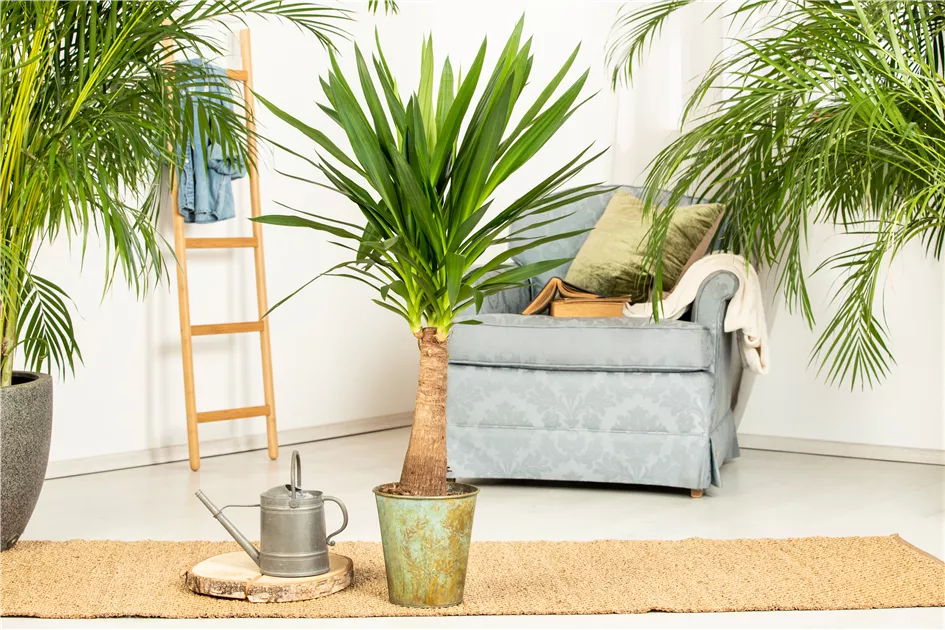 dattelpalme als zimmerpflanze Kanarische Dattelpalme (Phoenix canariensis) – ↕220 cm – Ø35 cm —  Planten247.nl