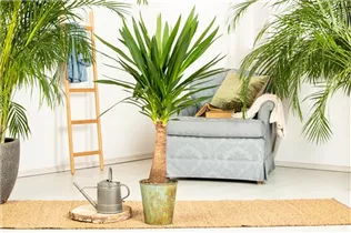 - Yucca elephantipes 'Maya Tree'  - Yucca elephantipes 'Maya Tree'