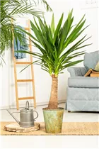 - Yucca elephantipes 'Maya Tree'  - Yucca elephantipes 'Maya Tree'