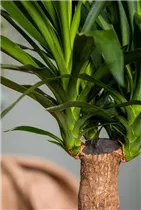 - Yucca elephantipes 'Maya Tree'  - Yucca elephantipes 'Maya Tree'
