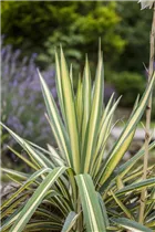  - Yucca filamentosa