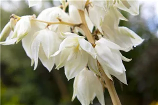  - Yucca filamentosa