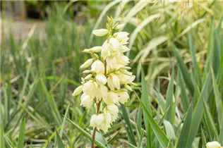  - Yucca filamentosa