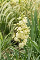  - Yucca filamentosa