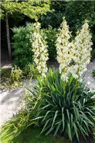  - Yucca filamentosa