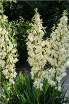  - Yucca filamentosa