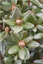 - Zwergrhododendron  - Zwergrhododendron