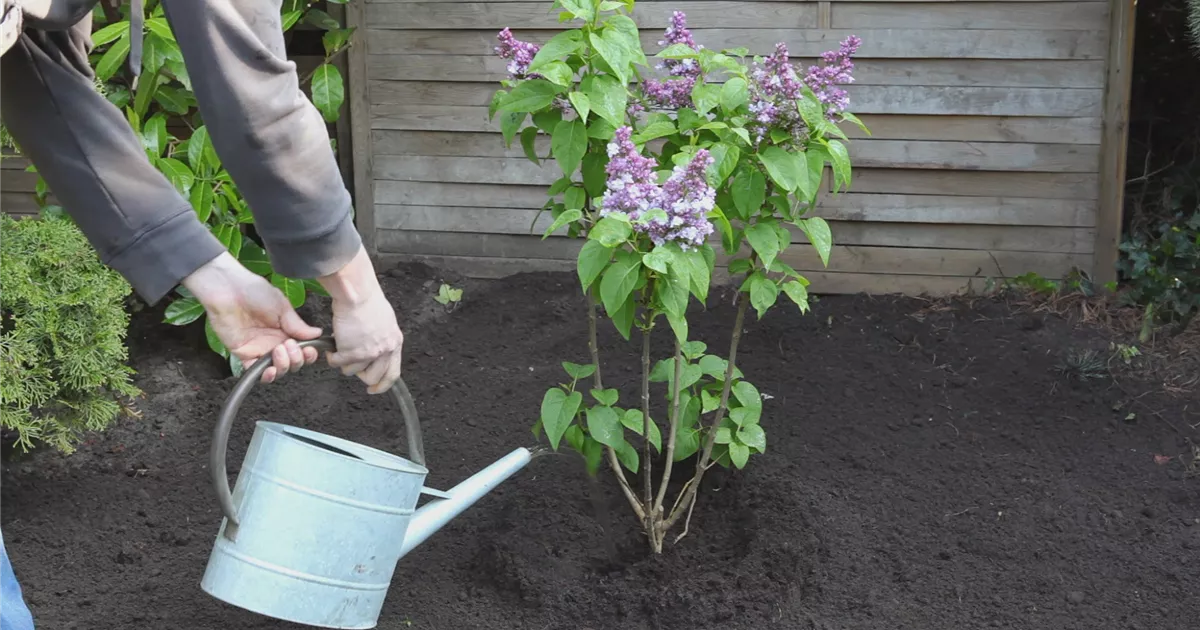  - Flieder - Einpflanzen im Garten