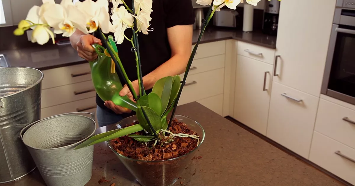  - Orchidee - Einpflanzen in ein Gefäß