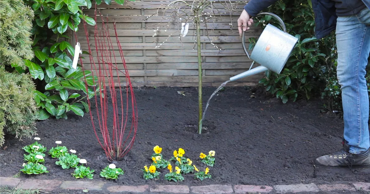  - Hängekätzchenweide - Einpflanzen im Garten