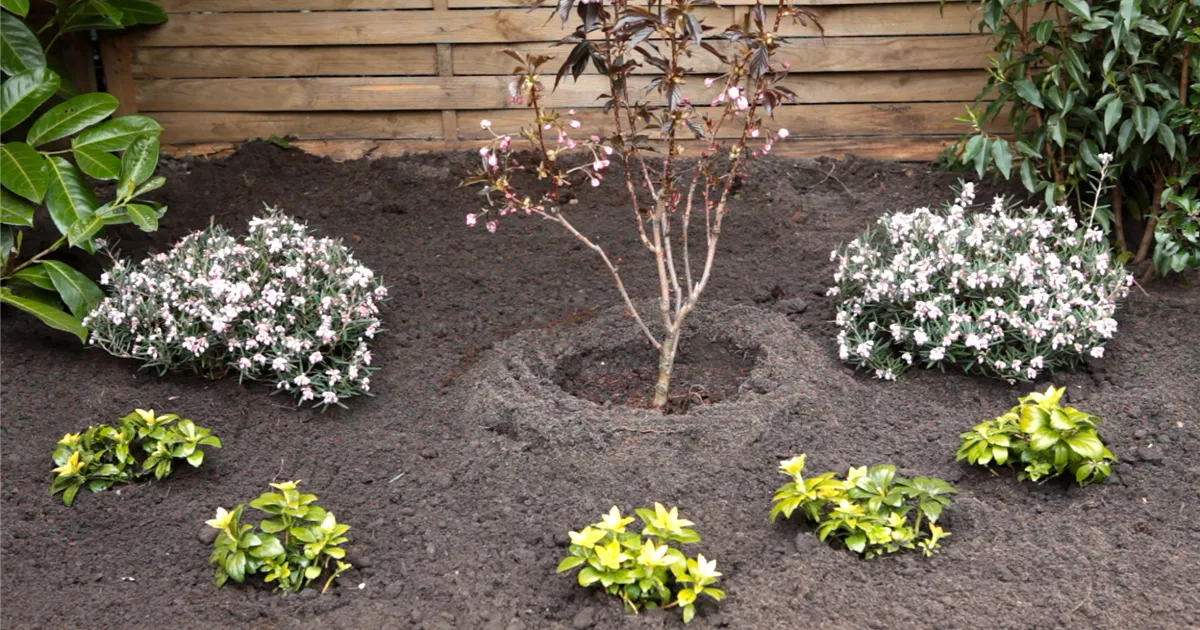  - Rosmarinheide - Einpflanzen im Garten