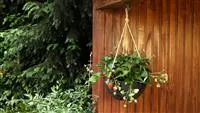 - Erdbeeren - Ampel Bepflanzen  - Erdbeeren - Ampel Bepflanzen