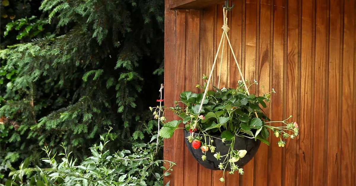  - Erdbeeren - Ampel Bepflanzen