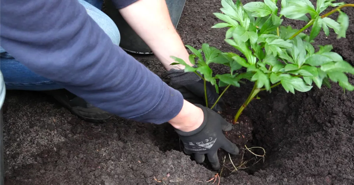  - Pfingstrose - Einpflanzen im Garten