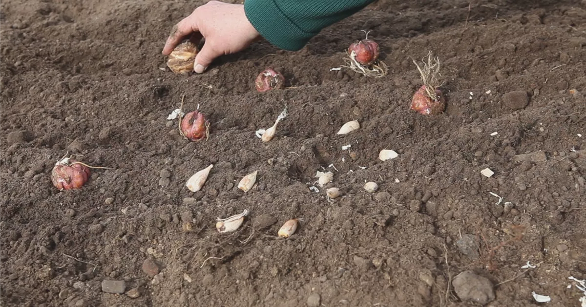  - Blumenzwiebeln - Einpflanzen im Garten