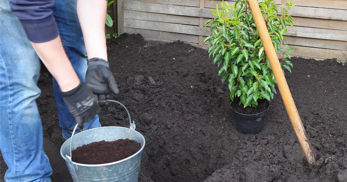  - Portugiesische Kirschlorbeer - Einpflanzen im Garten