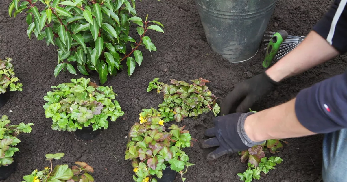  - Golderdbeere - Einpflanzen im Garten
